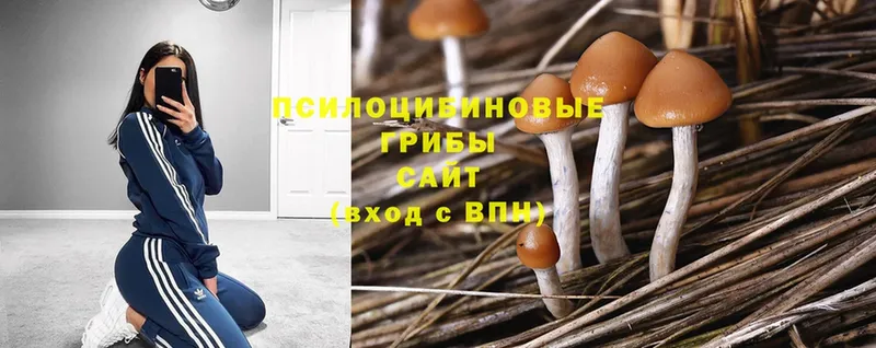 Псилоцибиновые грибы Psilocybe  Костерёво 